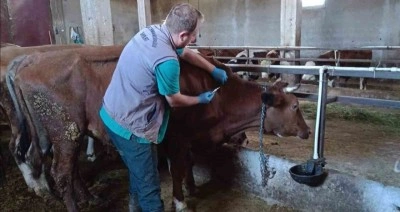 Şap aşılama çalışmaları devam ediyor