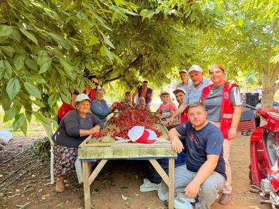 Bayındırlı gen&ccedil;ler kiraz hasadına katıldı, &uuml;reticilere destek verdi