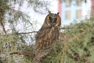 Baykuşlar mahalle halkını uykusuz bırakıyor