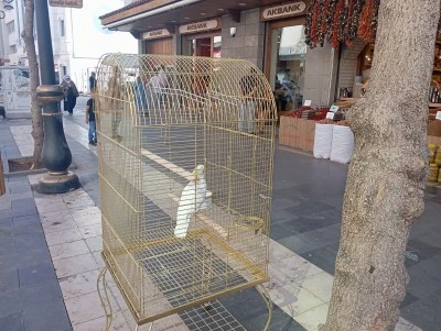 Behlül Papağan Esnafın ve Turistlerin Gözdesi Oldu