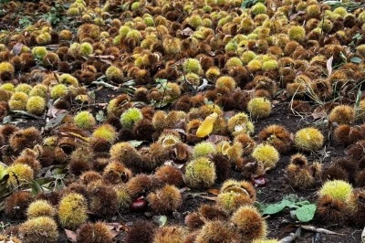 Beydağ’da Kestane Hasadı Tamamlandı: 240 Ton Ürünle Üretici Yüzü Güldü