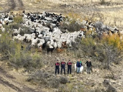 Beypazarı’nda Kaybolan 544 Küçükbaş Hayvan Drone Destekli Operasyonla Bulundu