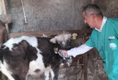 Beyşehir&rsquo;de şap aşısı seferberliği