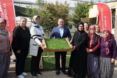 Bilecik’te 926 Bin Marul Fidesi Dağıtıldı: Çiftçiye Büyük Destek!