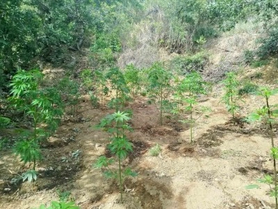 Bingöl’de 228 kök kenevir ele geçirildi