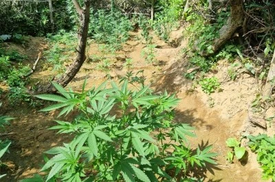 Bingöl’de dev Uyuşturucu Operasyonu