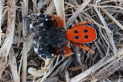 Bingöl’de Görülen Zehirli “Uğur Böceği Örümceği” Görüntülendi