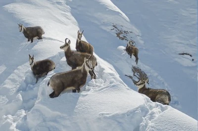 Bingöl’de nadir görülen çengel boynuzlu yabani dağ keçileri görüntülendi