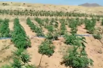 Bingöl'de Zehir Tacirlerine Büyük Darbe