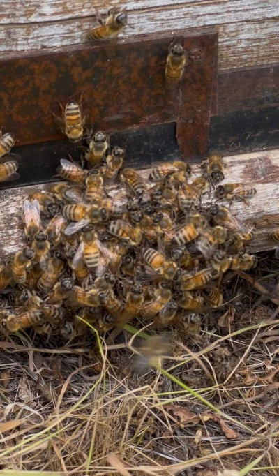  Binlerce endemik bitki türünün olduğu Diyarbakır’da arıcılar sezondan umutu