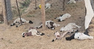 Bismil&rsquo;de Sahipsiz K&ouml;pek 15 K&uuml;&ccedil;&uuml;kbaş Hayvanı Telef Etti