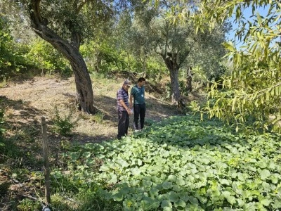 Bodrum&rsquo;da zeytin hasadı başladı