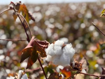 Bölgede Pamuk Hasadı Başladı
