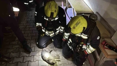 Yangında Evin kedisi telef oldu