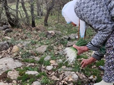 Bu şifalı otu çoğu kişi bilmiyor, en çok hangi bölgede yetişiyor