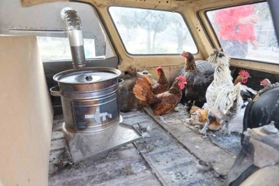 Bu tavuklar gerçekten ’geziyor’