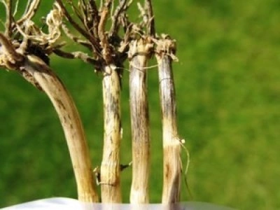 Buğday üreticilerine uyarı: Kök ve kökboğazı çürüklüğüne dikkat