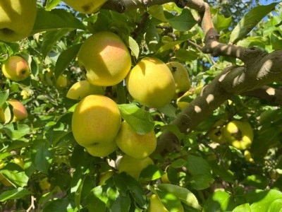 Buldan&rsquo;da elma hasadı y&uuml;z g&uuml;ld&uuml;r&uuml;yor