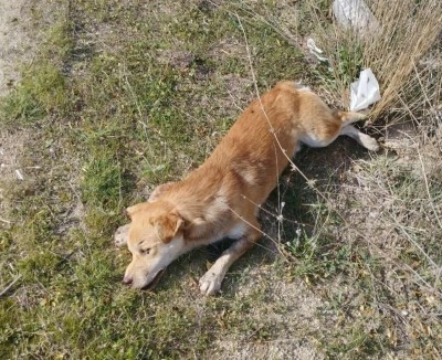 Buldan&rsquo;da yol kenarında &ouml;l&uuml; k&ouml;pekler bulundu