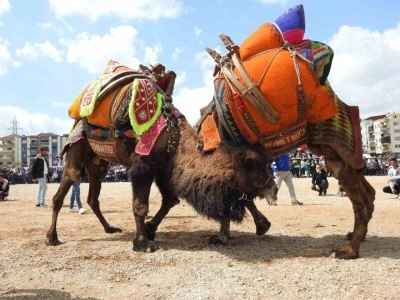 Buldan deve g&uuml;reşlerine şap engeli