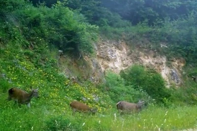 Bursa'da Kızılgeyikler Doğanın Sessiz Tanıkları Oldu