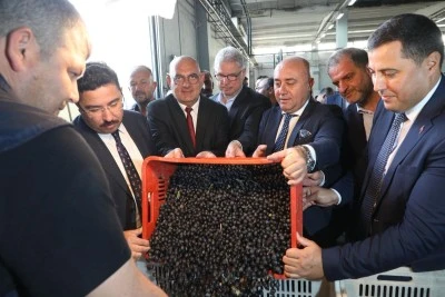 Bursa’da Zeytin Hasadı Başladı: Marmarabirlik’ten Rekolte ve Kalite Açıklaması