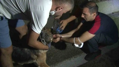 Yangından etkilenen hayvanlar kurtarıldı