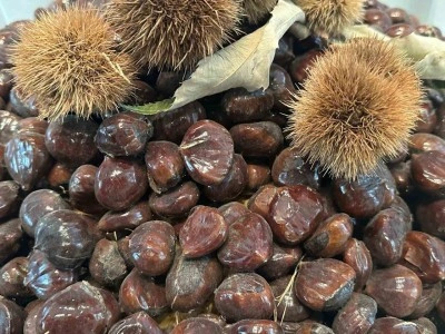 Bursa kestanesinin geleceği konuşuldu