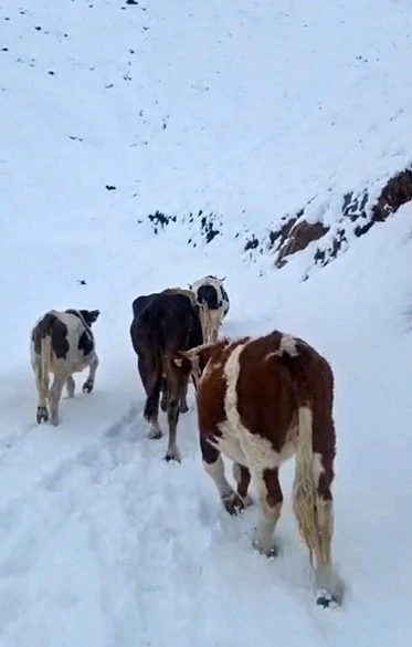 Büyükbaş Hayvanlar Merada Mahsur Kaldı