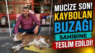 Buzağı sahibine teslim edildi