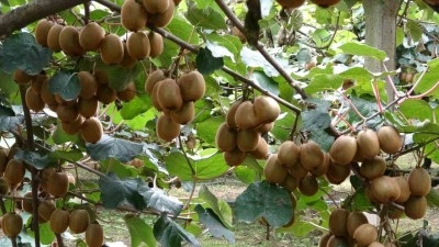 &Ccedil;arşamba&rsquo;da kivi hasadı başladı: Hedef T&uuml;rkiye birinciliği