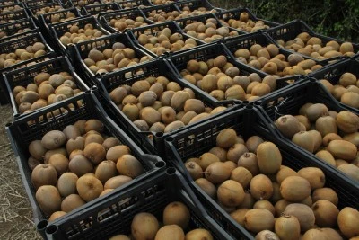 Çarşamba Ovası'nda Kivi Hasadı Rekor Kırdı, Çiftçinin Yüzü Güldü!