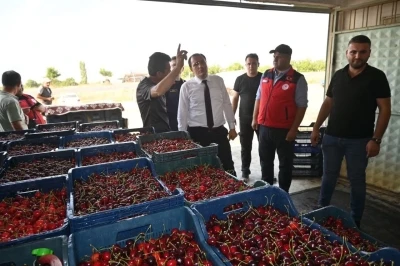 &Ccedil;ay&rsquo;da kiraz hasadı başladı