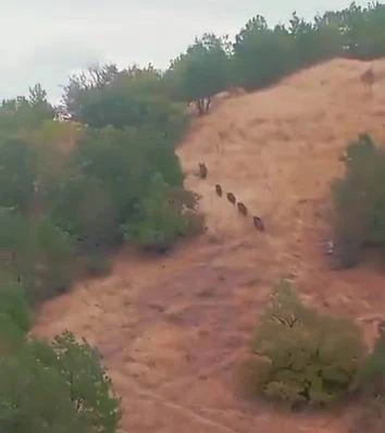 Çermik'te Aç Kalan Domuz Sürüsü Mahalleye İndi