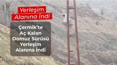 &Ccedil;ermik&rsquo;te A&ccedil; Kalan Domuz S&uuml;r&uuml;s&uuml; Yerleşim Alanına İndi