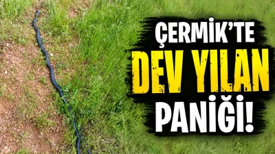 &Ccedil;ermik&rsquo;te Dev Yılan Paniği