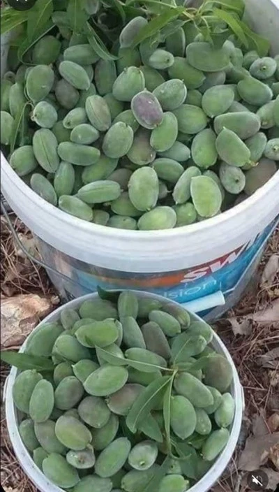 &Ccedil;ermik&rsquo;te Sezonun İlk &Ccedil;ağla Hasadı Başladı