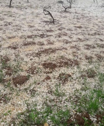 Ceviz Büyüklüğünde Dolu Yağdı: Tarım alanları zarar gördü