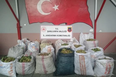 Ceylanpınar’da Antep Fıstığı Operasyonu