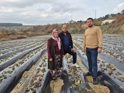 &Ccedil;ilek &uuml;reticilerinin tarlada hummalı &ccedil;alışması devam ediyor