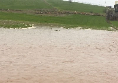 &Ccedil;ınar&rsquo;da Sağanak Felaketi: 45 K&uuml;&ccedil;&uuml;kbaş Hayvan Telef Oldu