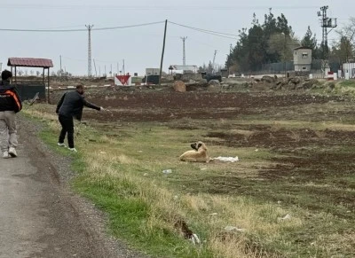 Çınar’da sokak hayvanlarına kuduz aşısı