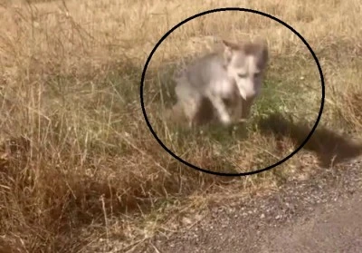 Çınar’da Tarlada İlginç Anlar: Melez Kurdu Evcil Köpek Gibi Çağırdı!