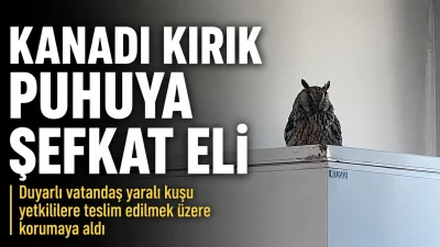 &Ccedil;ınar&rsquo;da Yaralı Puhu İ&ccedil;in Seferberlik