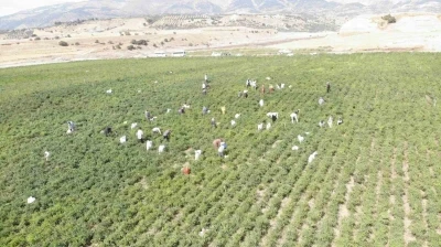 Coğrafi işaret tescilli Maraş biberinde hasat d&ouml;nemi