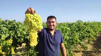Coğrafi işaretli çekirdeksiz üzümünde hasat başladı
