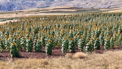 Cumhurbaşkanı&rsquo;nın &ccedil;ağrısı yanıt buldu