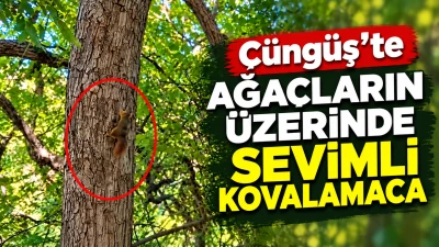 &Ccedil;&uuml;ng&uuml;ş&rsquo;te ağa&ccedil;ların &uuml;zerinde sevimli kovalamaca