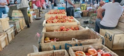 &Ccedil;&uuml;ng&uuml;ş&rsquo;te ata tohumu bereketi