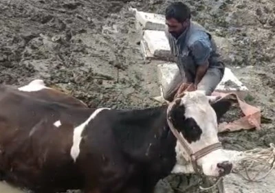 &Ccedil;&uuml;ng&uuml;ş&rsquo;te Bataklığa Saplanan İnek İş Makinesiyle Kurtarıldı